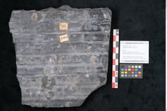 Foto (Objekt + Etikett) von Sigillaria reniformis Brongniart (NHMW-GEO-2024-0188-11086)